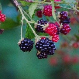 What are your favourite blackberry recipes?
