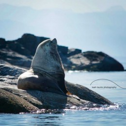 18 wildlife and landscape photos that prove Powell River is a great place to hang out