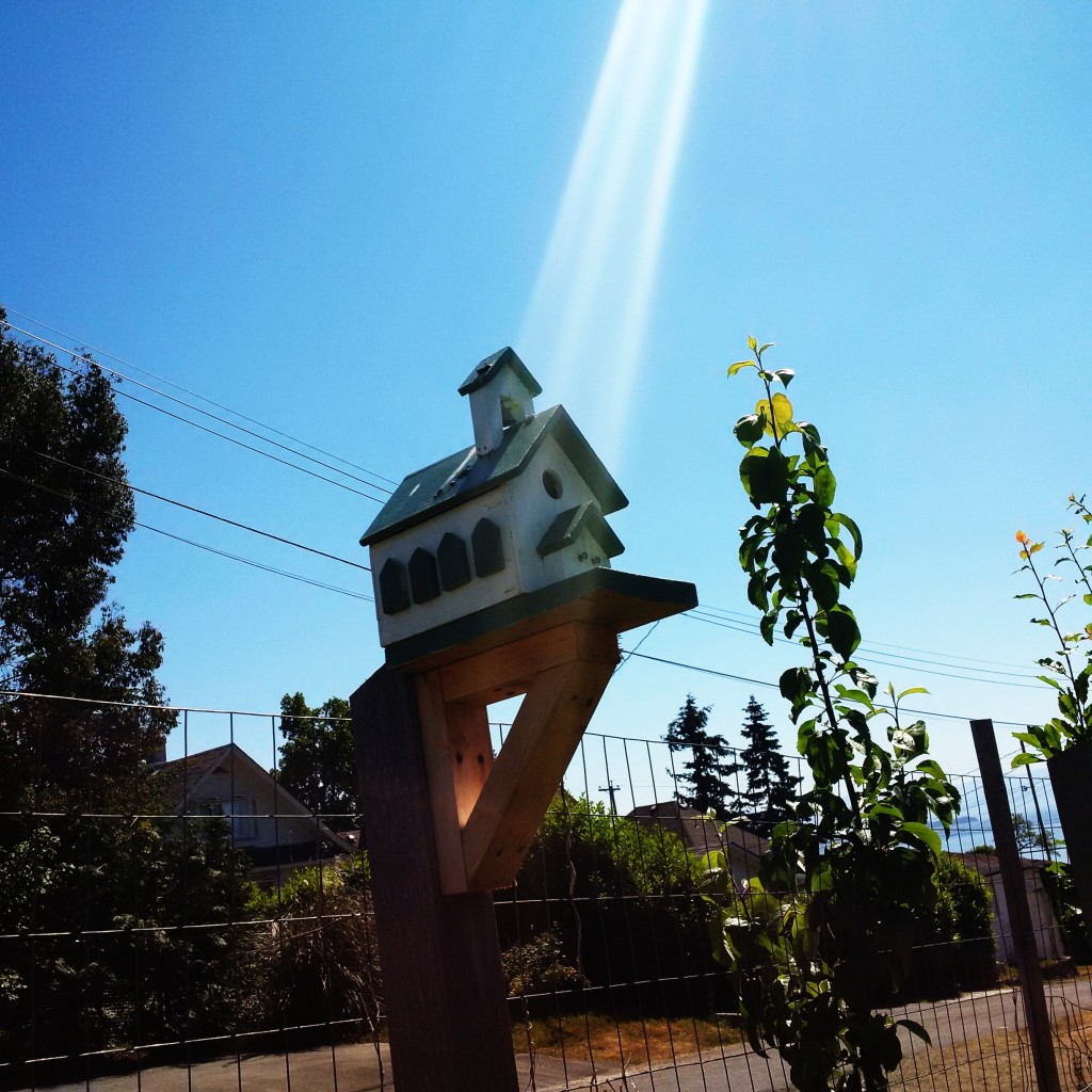 This blessed birdhouse.