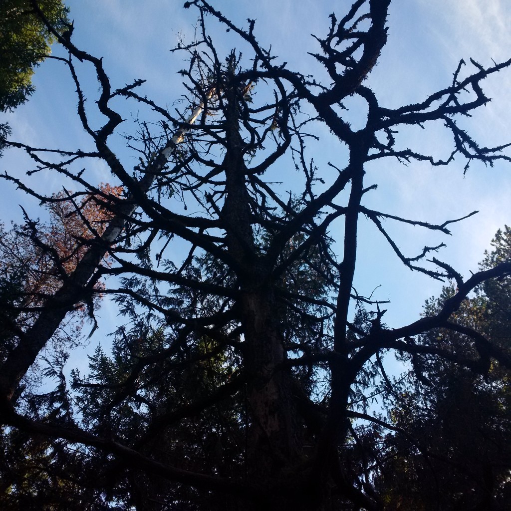 A tree straight out of a Tim Burton movie.