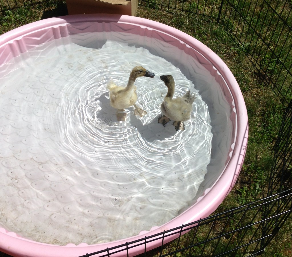 The ducks in their kiddie pool