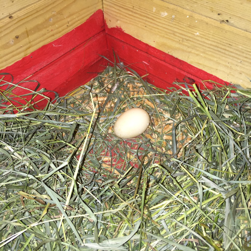 Our first duck egg!