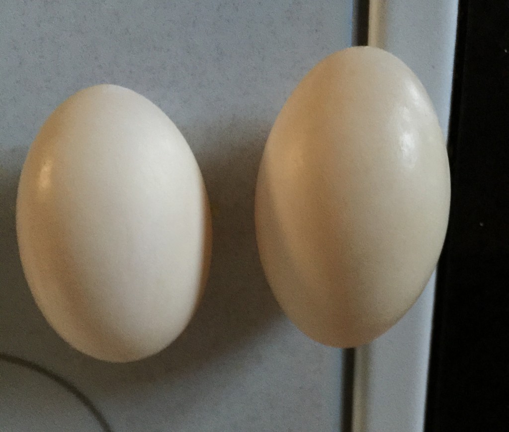 Ducks eggs