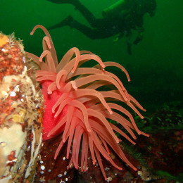 Make friends with anemones in Powell River