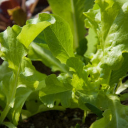 Think you can’t grow a food garden? Think again!