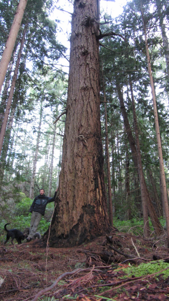 Large timber like this means the bluffs are in the sights of logging company Island Timberlands.
