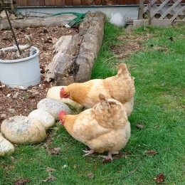 Adventures in Powell River: Ain’t Nobody Here But Us Chickens