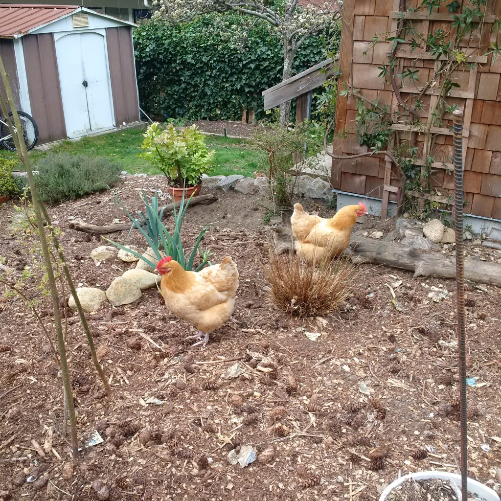 A chicken's paradise. All free range here!