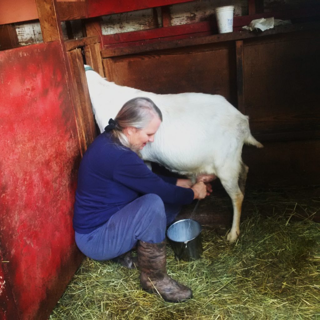 Wendy showing us the proper milking technique.