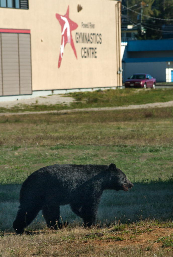 Black bear wanders past the Gymnastics Club on Joyce Ave. 
