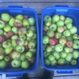 Adventures on Texada Island: 3 Apple-Hacks for your Fall Harvest